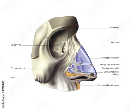 Anatomy of the nose and paranasal sinuses. Vector 3D illustration photo