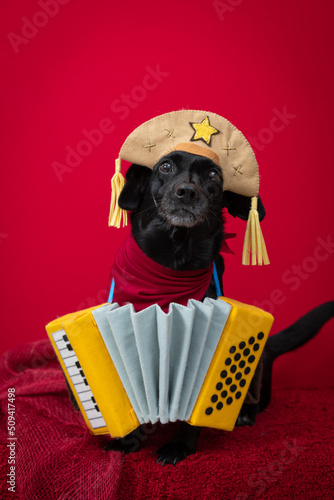 cachorro de fantasia de cangaceiro em fundo vermelho