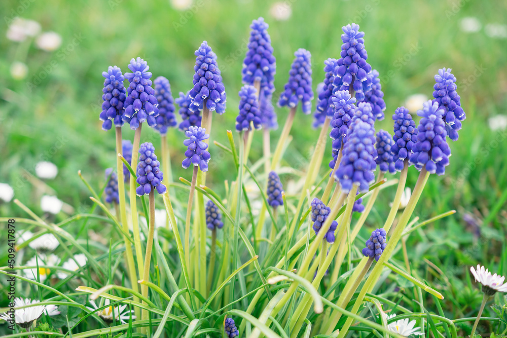 Blue Muscari flowers close up. A group of Grape hyacinth blooming in the spring, closeup with selective focus Blue Muscari flowers close up. A group of Grape hyacinth blooming in the spring, closeup with selective focus