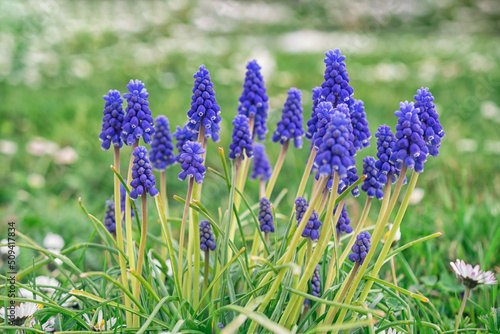 Blue Muscari flowers close up. A group of Grape hyacinth blooming in the spring  closeup with selective focus