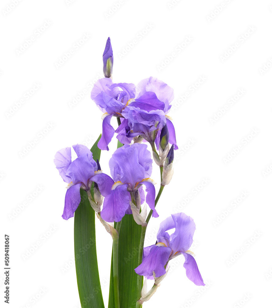 Blue irises with leaves.