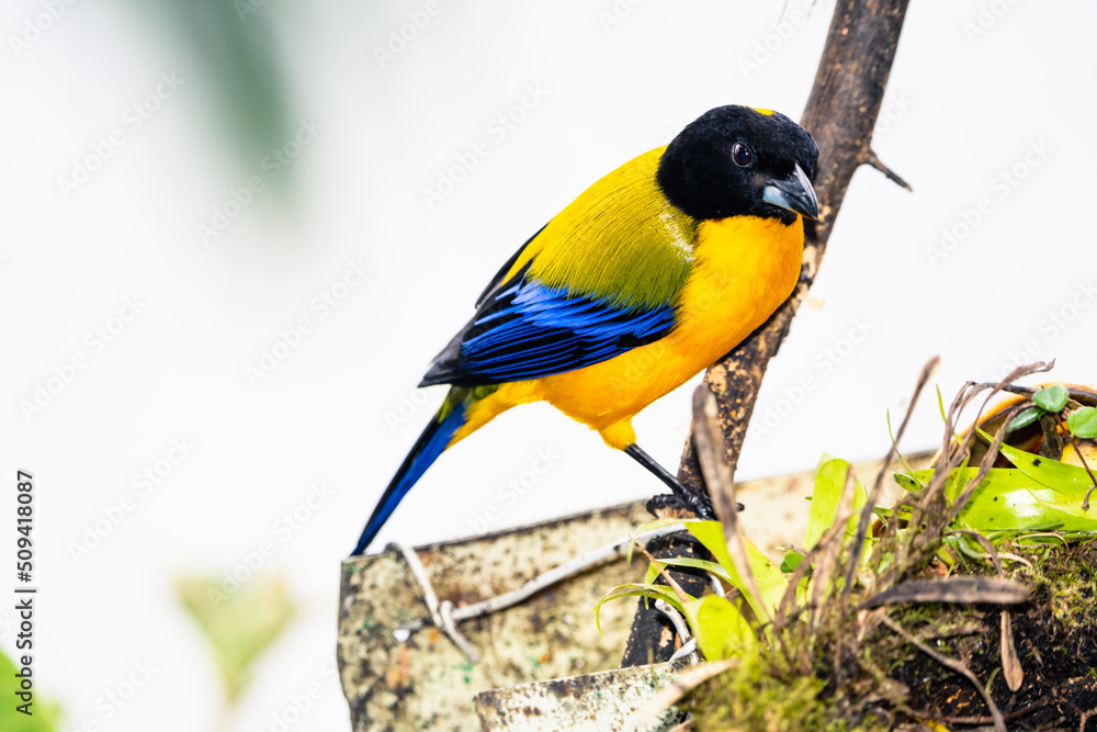 Obraz premium Black-chinned Mountain Tanager