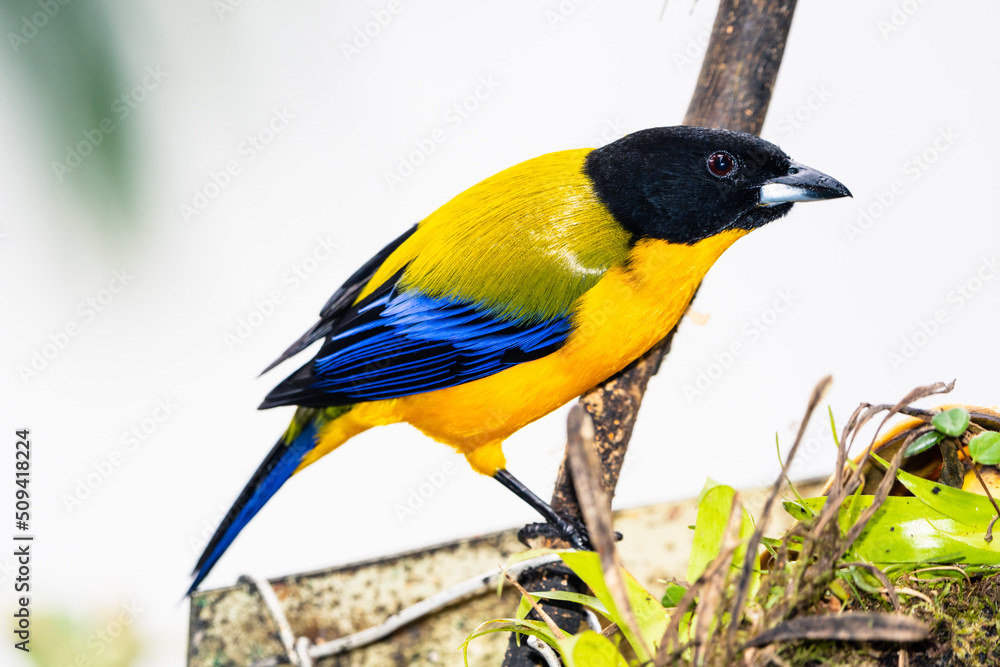 Obraz premium Black-chinned Mountain Tanager