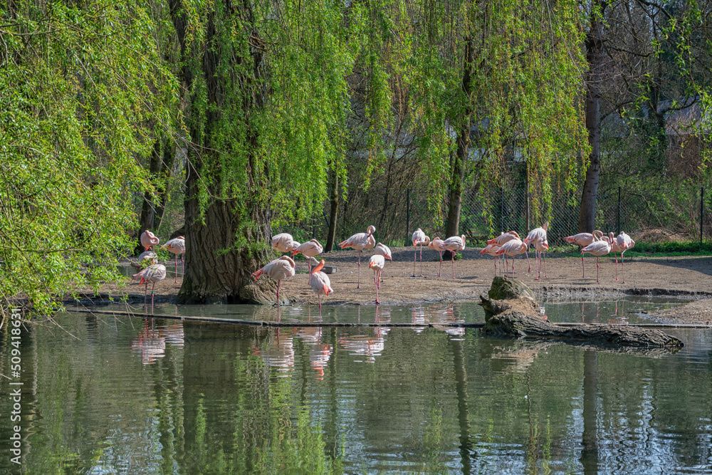 pink pelicans at the German zoo in Augsburg pink pelicans at the German zoo in Augsburg