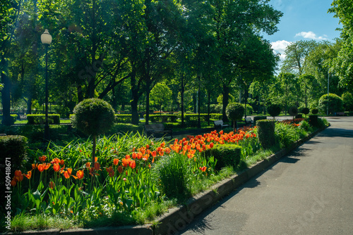 Orange tulips - amazing flowers in Gorky park