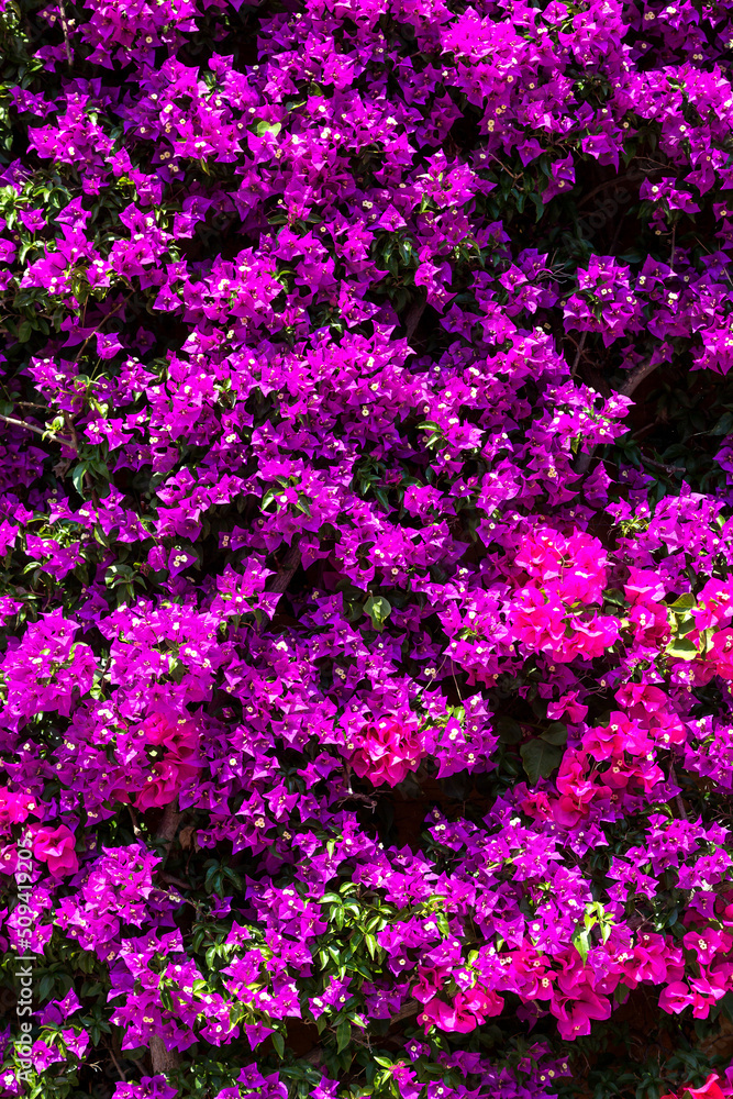 Fototapeta premium Background of purple bougainvillea
