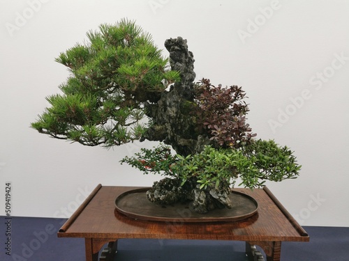 Una collezione di bonsai Giapponesi originali! Giappone alberi in miniatura - cultura orientale - sapienza photo