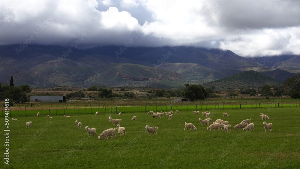 Angora goats feeding in a field near Oudtshoorn, Western Cape. Angora goats feeding in a field near Oudtshoorn, Western Cape.