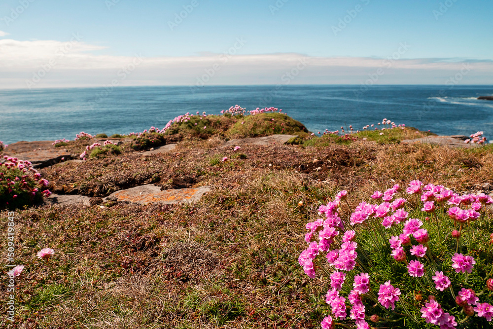 Beautiful wild flowers grow on edge of a cliff. Aran island. county, Galway, Ireland. Irish landscape. Warm sunny day. Blue cloudy sky. Travel and tourism area. Stunning nature scenery
