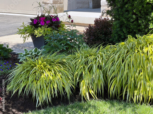 Hakonechloa macra Aureola or Japanese forest grass adds a bright pop of yellow to the part shade garden.