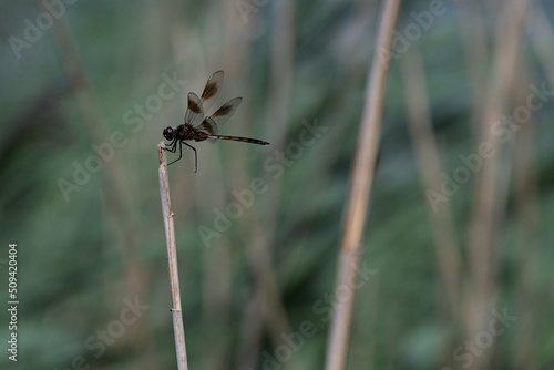 Brown and black dragon fly perched on side of dry plant reed stem stalk waiting for prey to come by where insect will fly off and attack. © Cass