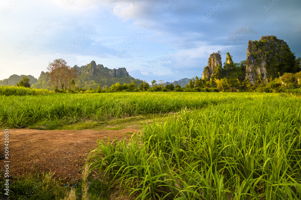 Sugar cane farm and limestone mountain range in rainy season, travel countryside at Noen Maprang district, Phitsanulok, Thailand