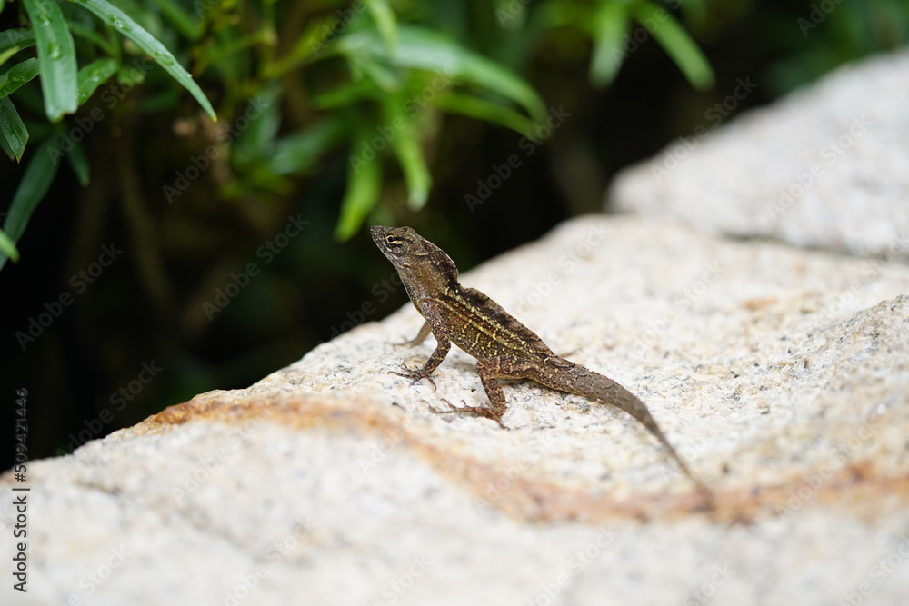 lizard on the stone lizard on the stone