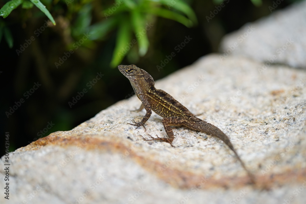 lizard on the stone lizard on the stone