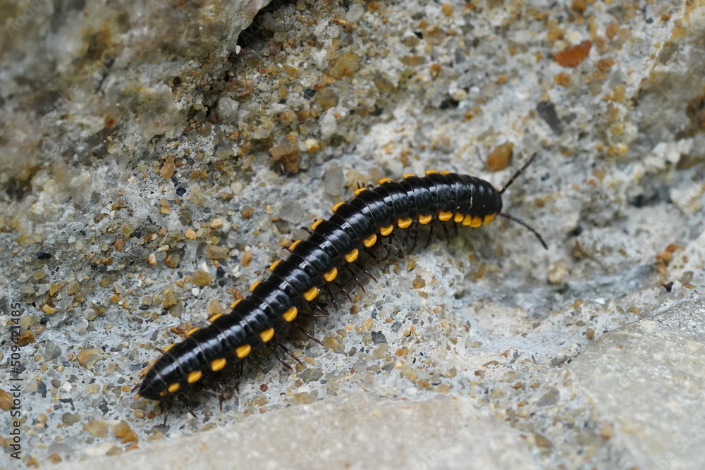 Natural, Scientific and Medical Wonders: Worm that walks - the Millipede!