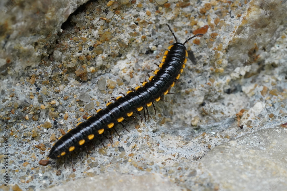 caterpillar on a branch