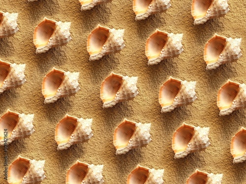 Pattern of sea shells on the sand. Background from rapana shells. Summer backdrop. Clam house. photo