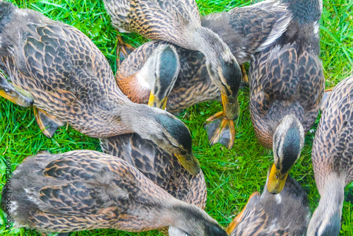 Male female mallard ducks on green grass natural background Germany. photo