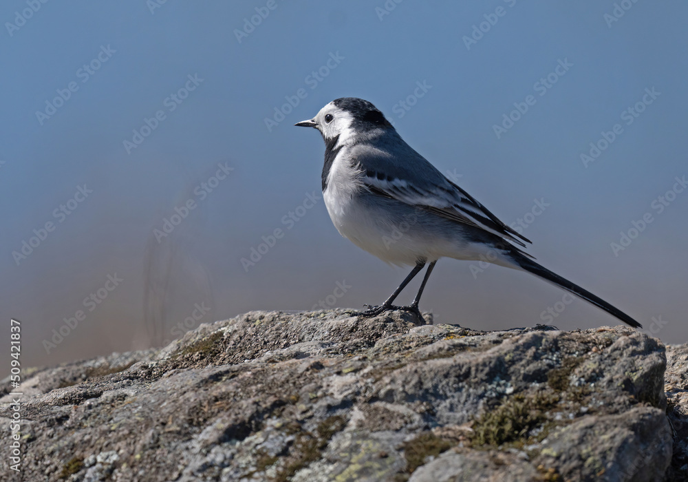 White wagtail (Motacilla alba)Sädesärla. White wagtail (Motacilla alba)Sädesärla.