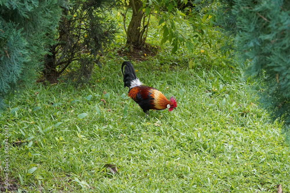 Fototapeta premium pretty rooster | Red Junglefowl | Gallus gallus | 红原鸡 | rooster on the grass