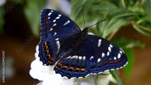 uno splendido esemplare di limenithis populi, una bellissima farfalla gran silvano appena nata, mentre si nutre di alcuni fiori bianchi photo