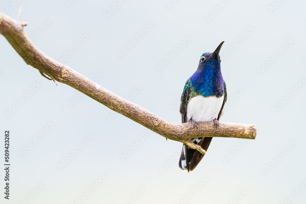 Fototapeta premium White-necked Jacobin