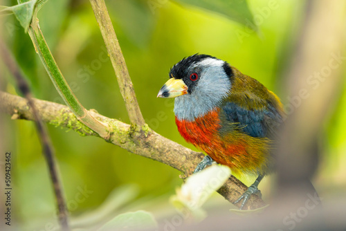 Toucan Barbet