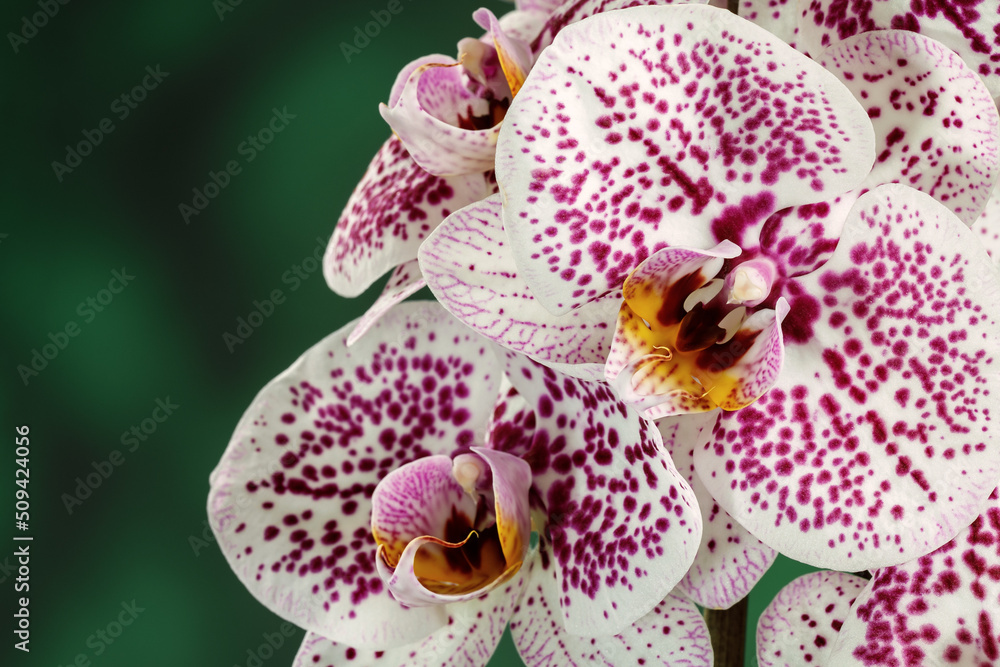 Purple spotted white orchid on green blurred background in close up photo. Free space for text in the photo. Purple spotted white orchid on green blurred background in close up photo. Free space for text in the photo.