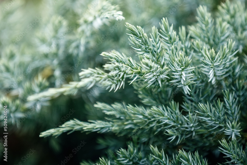 Close up green Creeping Juniper plant in close up.