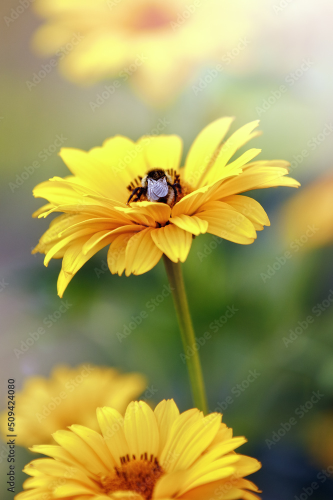 Bee on yellow Echinacea Flower. Vertical nature background photo. Bee on yellow Echinacea Flower. Vertical nature background photo.