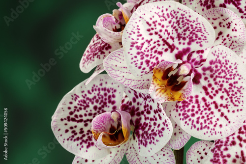Purple spotted white orchid on green blurred background in close up photo. Free space for text in the photo.