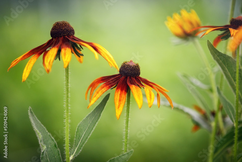 Selective focus of yellow rudbeckia flowers growing in the garden. Gift card, copy space. photo