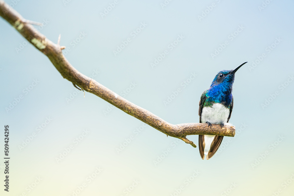 White-necked Jacobin