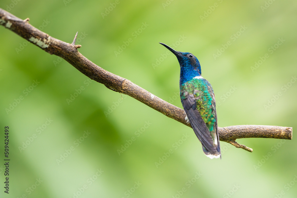Fototapeta premium White-necked Jacobin