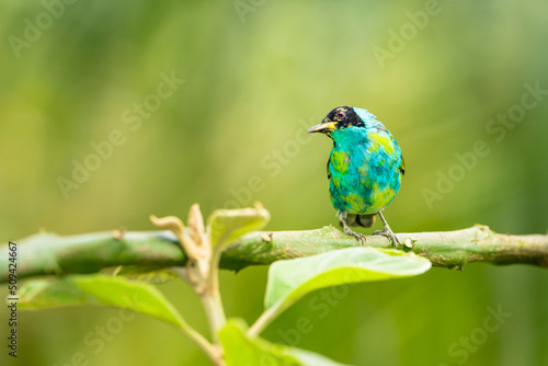 Green Honeycreeper Tanager © Diego_Camargo_Photo