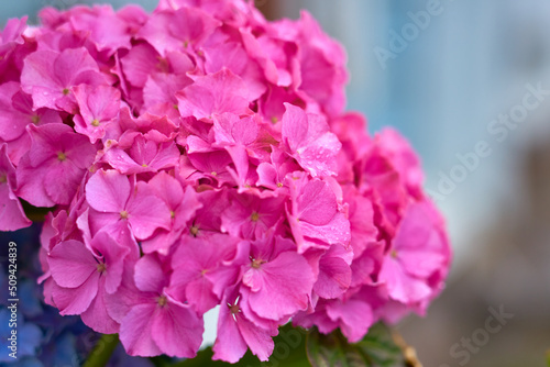 Wet pink flowers with a blurred background.