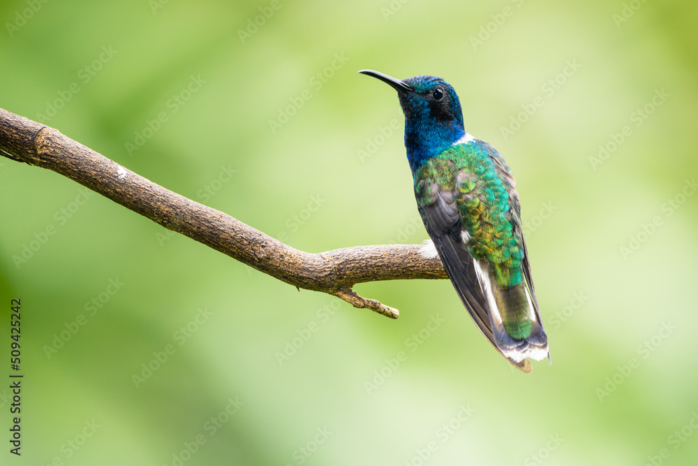 White-necked Jacobin White-necked Jacobin