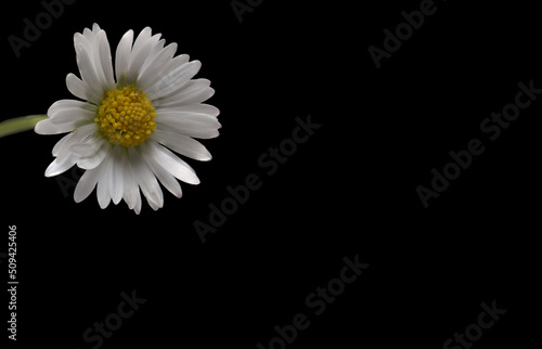 Closeup vulnerable flower daisy head black background