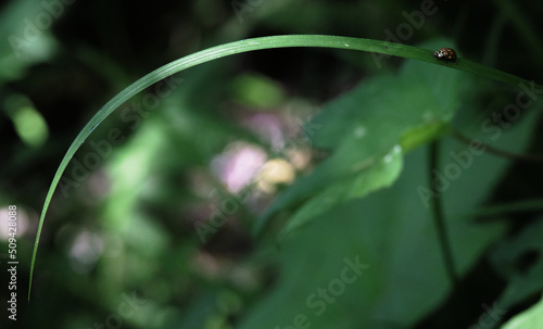草の上のウンモンテントウ / Anatis halonis on the grass photo