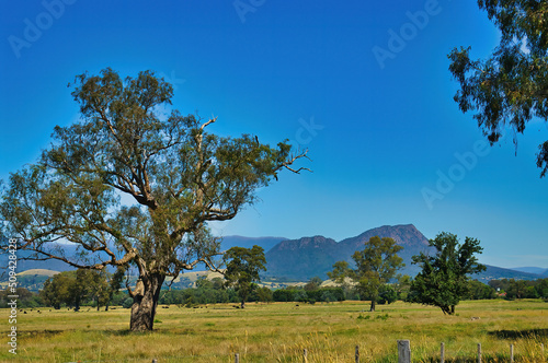 Green pasture with gnarled old trees on the foot of the Cathedral Range, part of the Great Dividing Range, between Healesville and Alexandra, Central Victoria, Australia. 