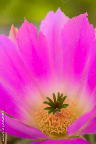 Close up of Echinocereus Pentalophus pink flower photo