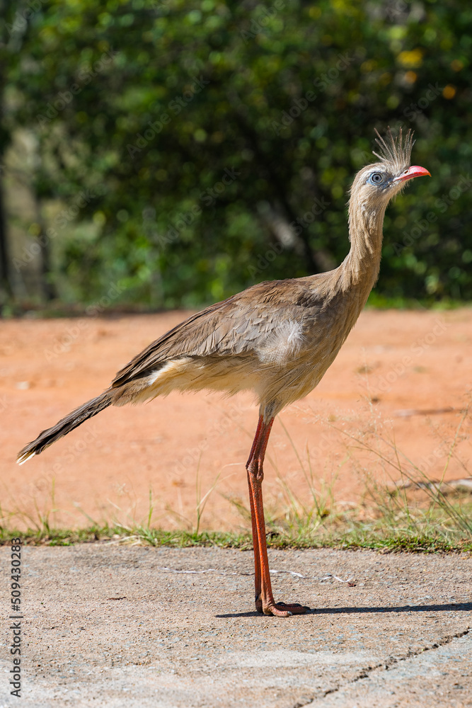 Fototapeta premium Pássaro Seriema caminhando em fazenda procurando comida. Família de aves Cariamidae. As seriemas são aves territoriais grandes, de pernas e pescoços longos.