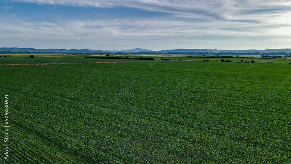 Aerial top view of an endless agriculture field of corn in countryside on a spring day. Top view of corn field. Aerial view of green rows corn field in summer. Drone photography from above