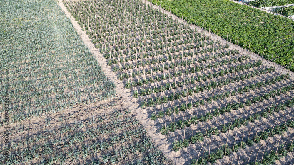 Aerial view of beautiful vegetable farm of tomatoes. Greenhouse with a transparent roof, aerial view. Growing tomatoes and cucumbers. Large industrial greenhouses with vegetables. Aerial view of beautiful vegetable farm of tomatoes. Greenhouse with a transparent roof, aerial view. Growing tomatoes and cucumbers. Large industrial greenhouses with vegetables.