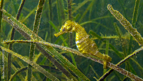 Short-snouted seahorse (Hippocampus hippocampus) in the thickets of sea grass Zostera. Black Sea. Odessa bay.