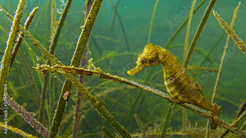 Short-snouted seahorse (Hippocampus hippocampus) in the thickets of sea grass Zostera. Black Sea. Odessa bay.