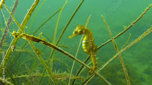 Short-snouted seahorse  Hippocampus hippocampus  in the thickets of sea grass Zostera. Black Sea. Odessa bay.