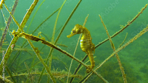 Foto Short-snouted seahorse (Hippocampus hippocampus) in the thickets of sea grass Zostera