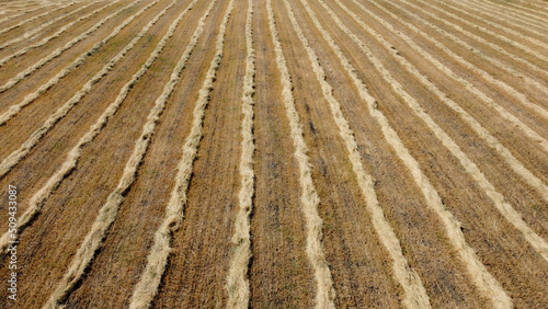 Parallel lines made of cut dead grass run vertically through the frame.  