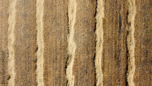 Parallel lines made of cut dead grass run vertically through the frame.  